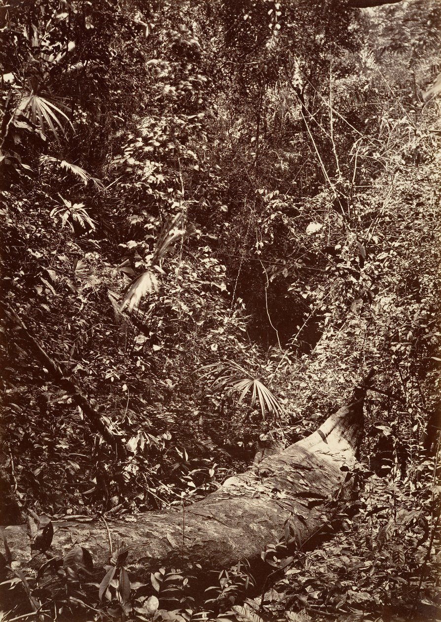 Tropická scenérie, Tropický prales, 1871. od John Moran