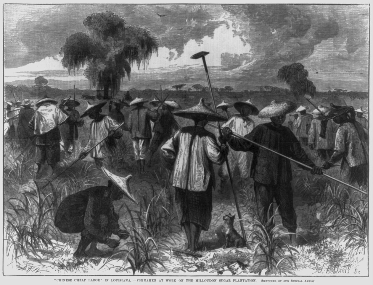 "Čínská levná pracovní síla" v Louisianě - Číňané při práci na cukrové plantáži Milloudon od John Parker Davis