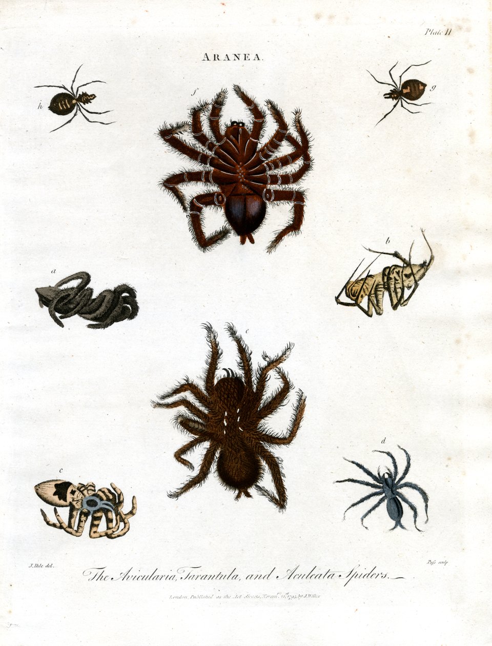 ARANEA: Avicularia;Tarantula a Aculeata Pavouci od John Pass