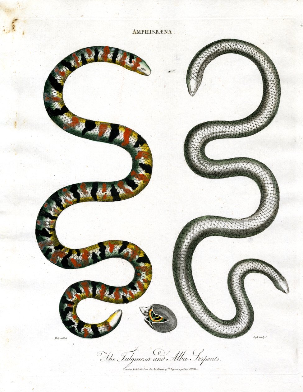 Amphisbaena: Fuliginosa a Alba Serpents od John Pass