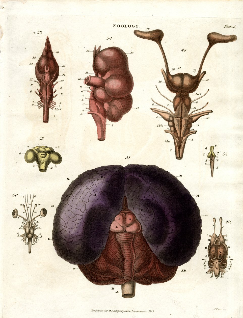 Anatomické ilustrace mozku a nervové soustavy (tabule 6) od John Pass