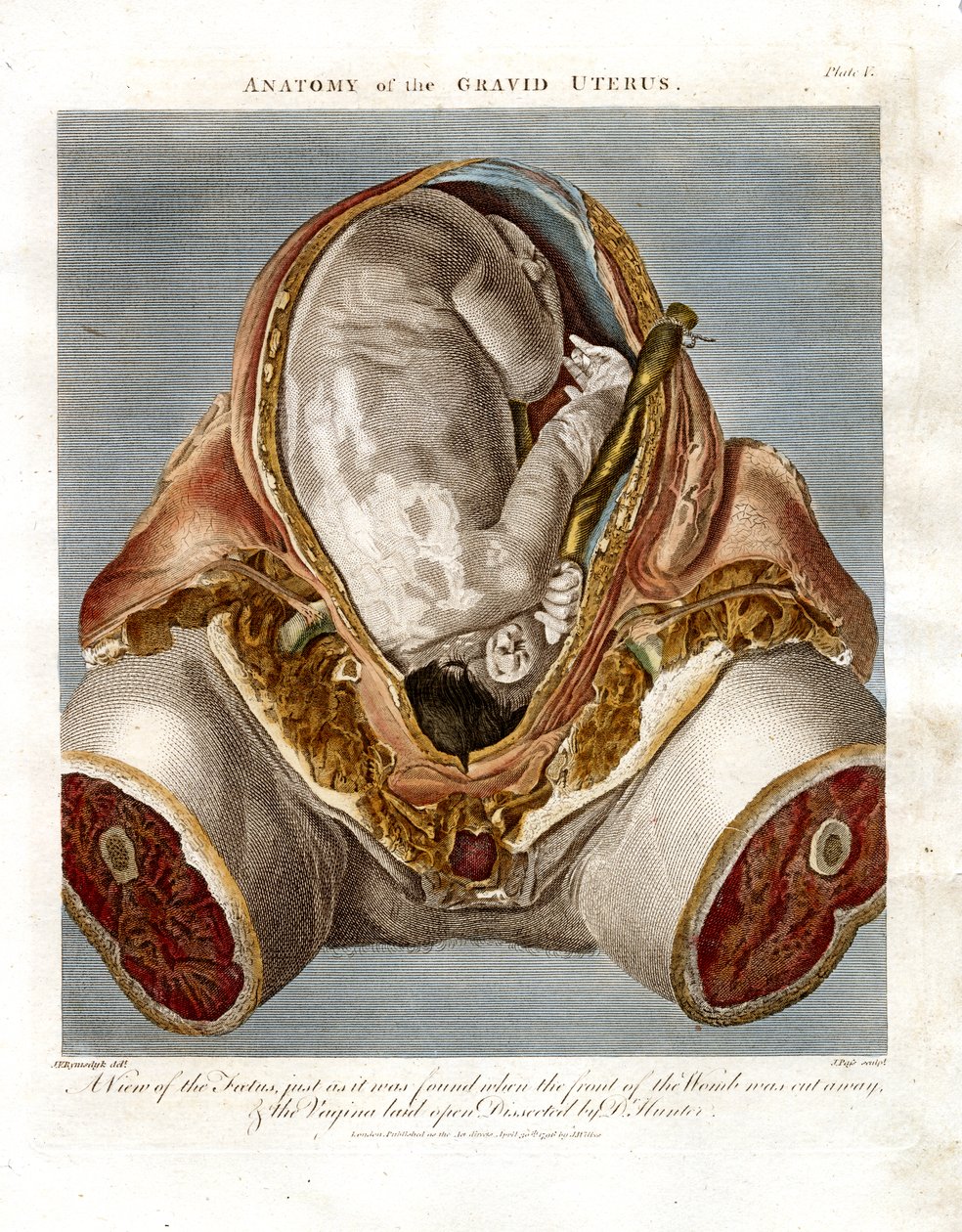 Anatomie gravidní dělohy od John Pass