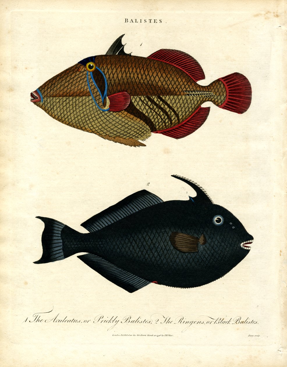 Balistes: Triggerfish od John Pass