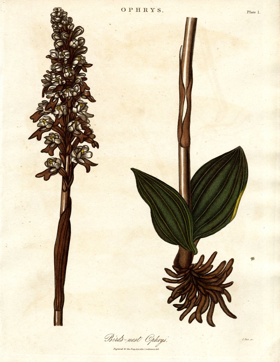 Ophrys ptačí hnízdo od John Pass