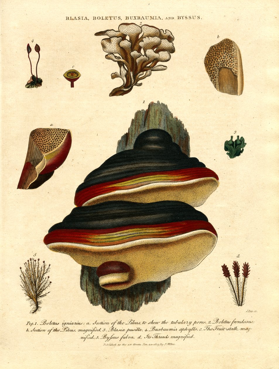 Blasia;Boletus;Buxbaumia;a Byssus od John Pass