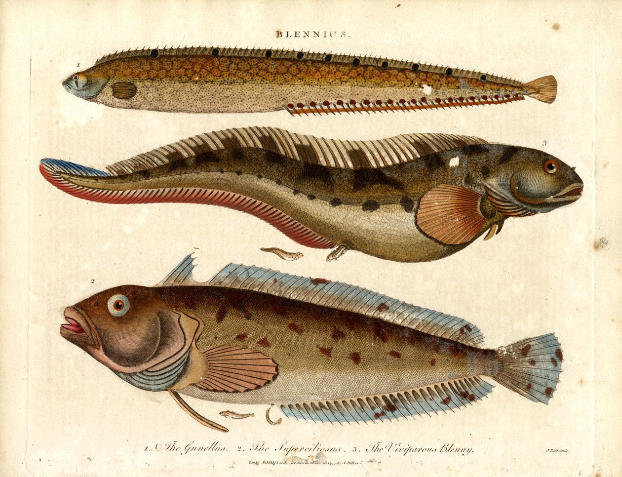 Blennies (Blennius) od John Pass