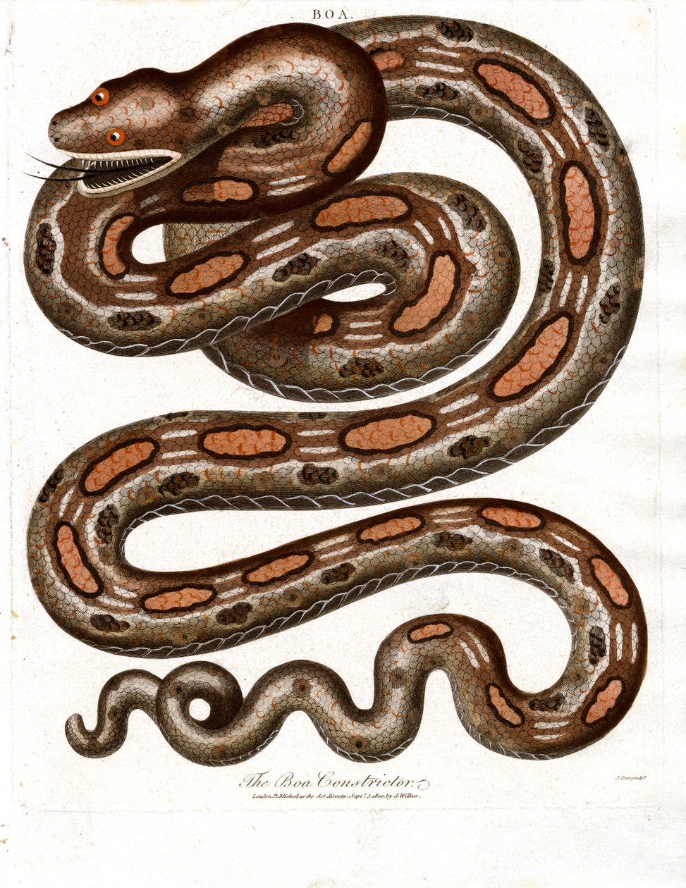 Boa Constrictor od John Pass