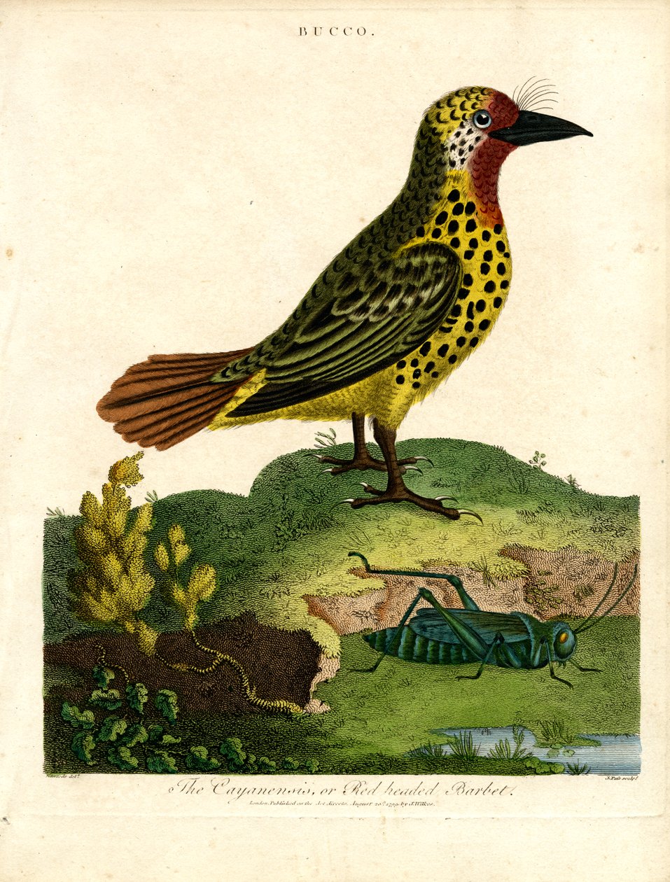 Barbet Cayenne (Bucco) od John Pass