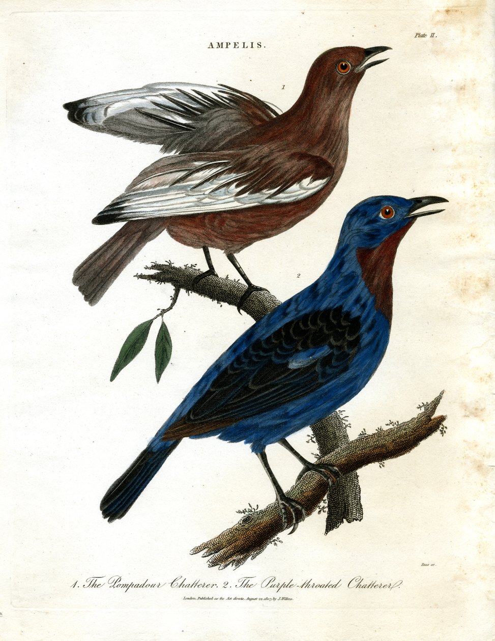 Chatterers (Ampelis) od John Pass