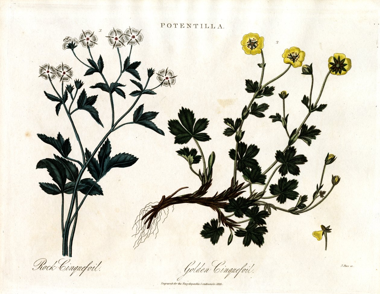 Cinquefoil Druh od John Pass