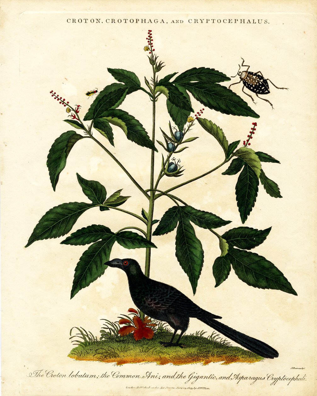 Croton;Crotophaga;a Cryptocephalus od John Pass