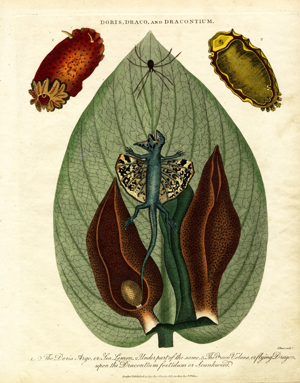 Doris;Draco;a Dracontium od John Pass