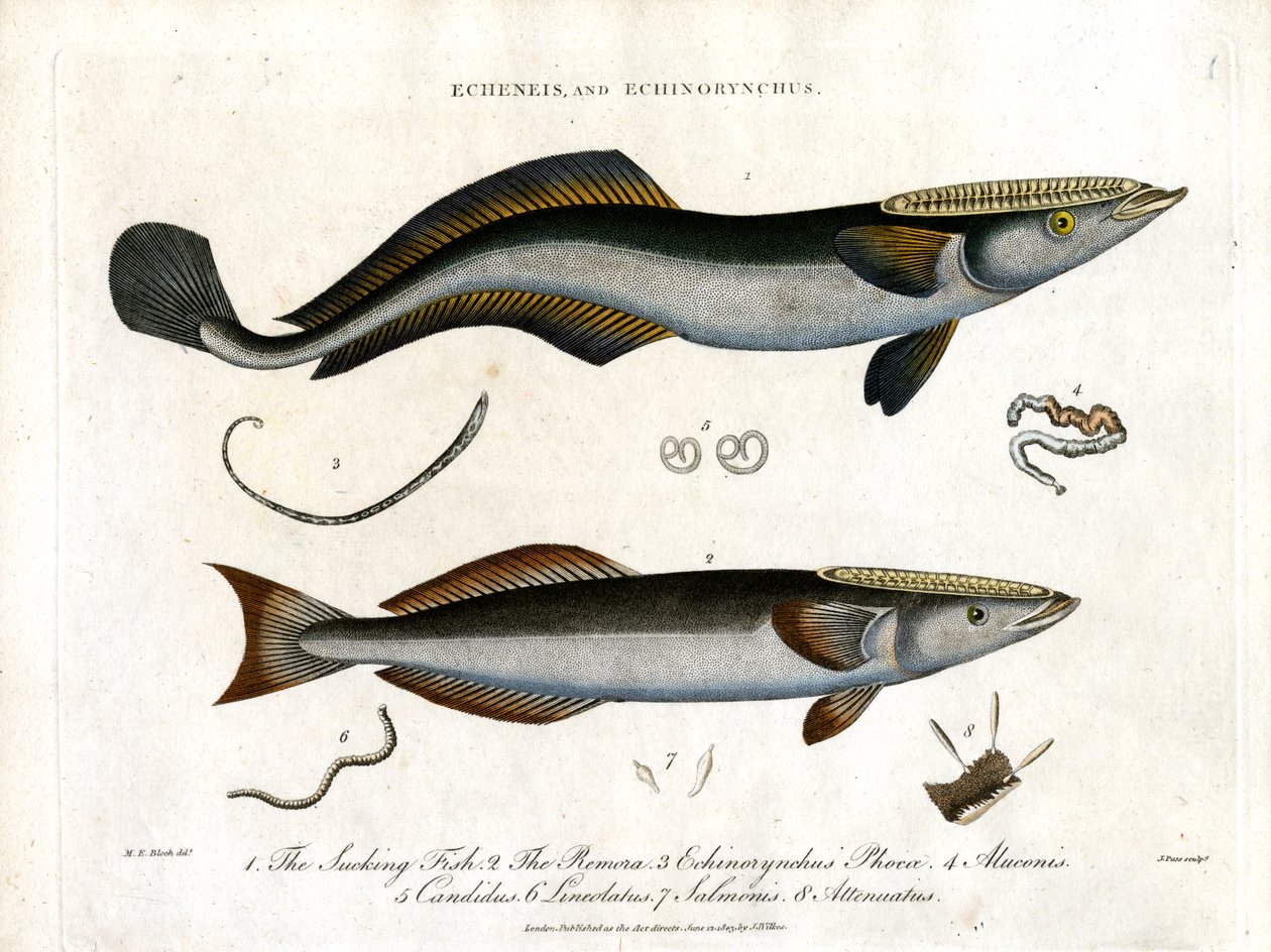 Echeneis a Echinorynchus: Sucking Fish a Thorny Salmon od John Pass