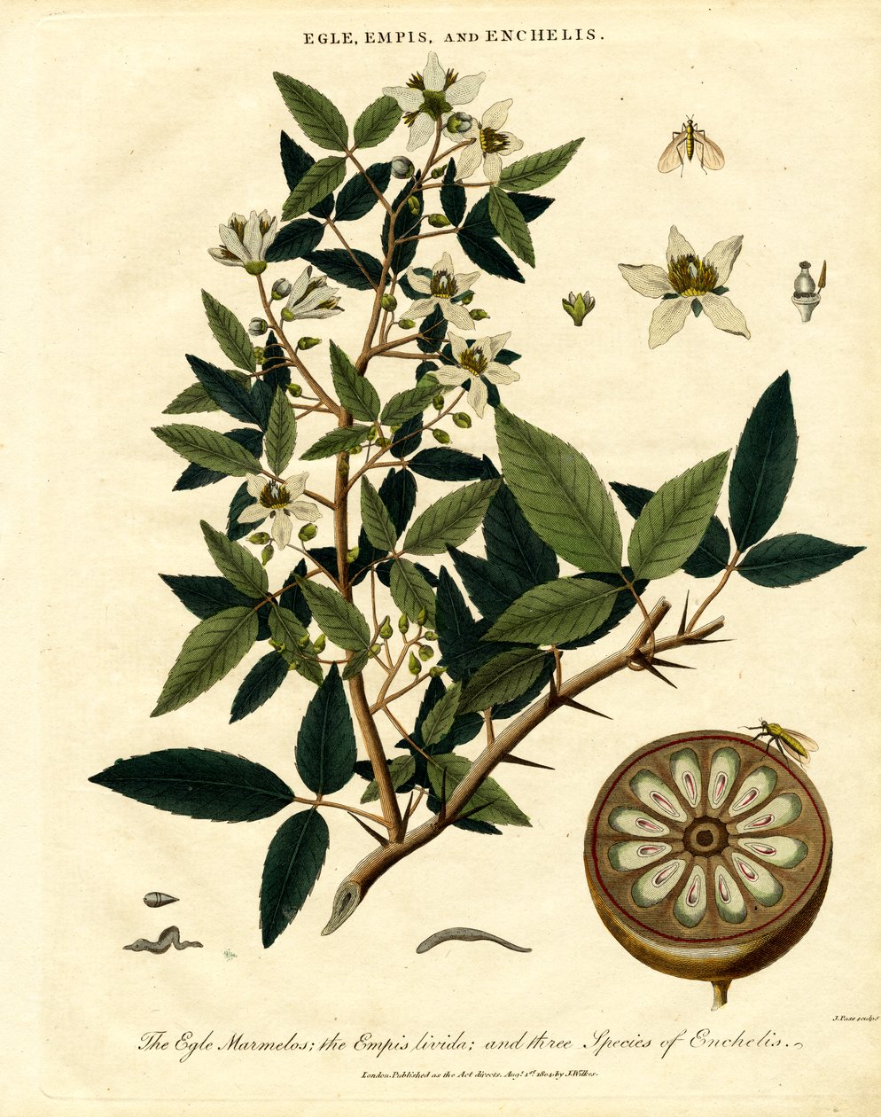 Egle;Empis a Enchelis od John Pass