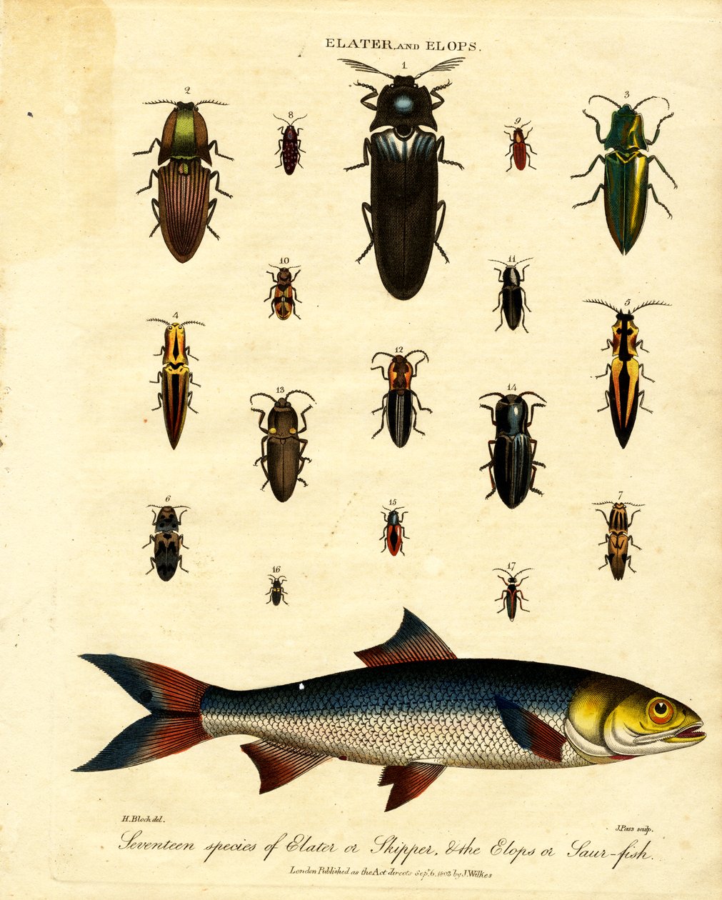 Elater a Elops: Sedmnáct druhů skákavek (Elater nebo Skipper) a rybek (Elops nebo Saur-fish). od John Pass