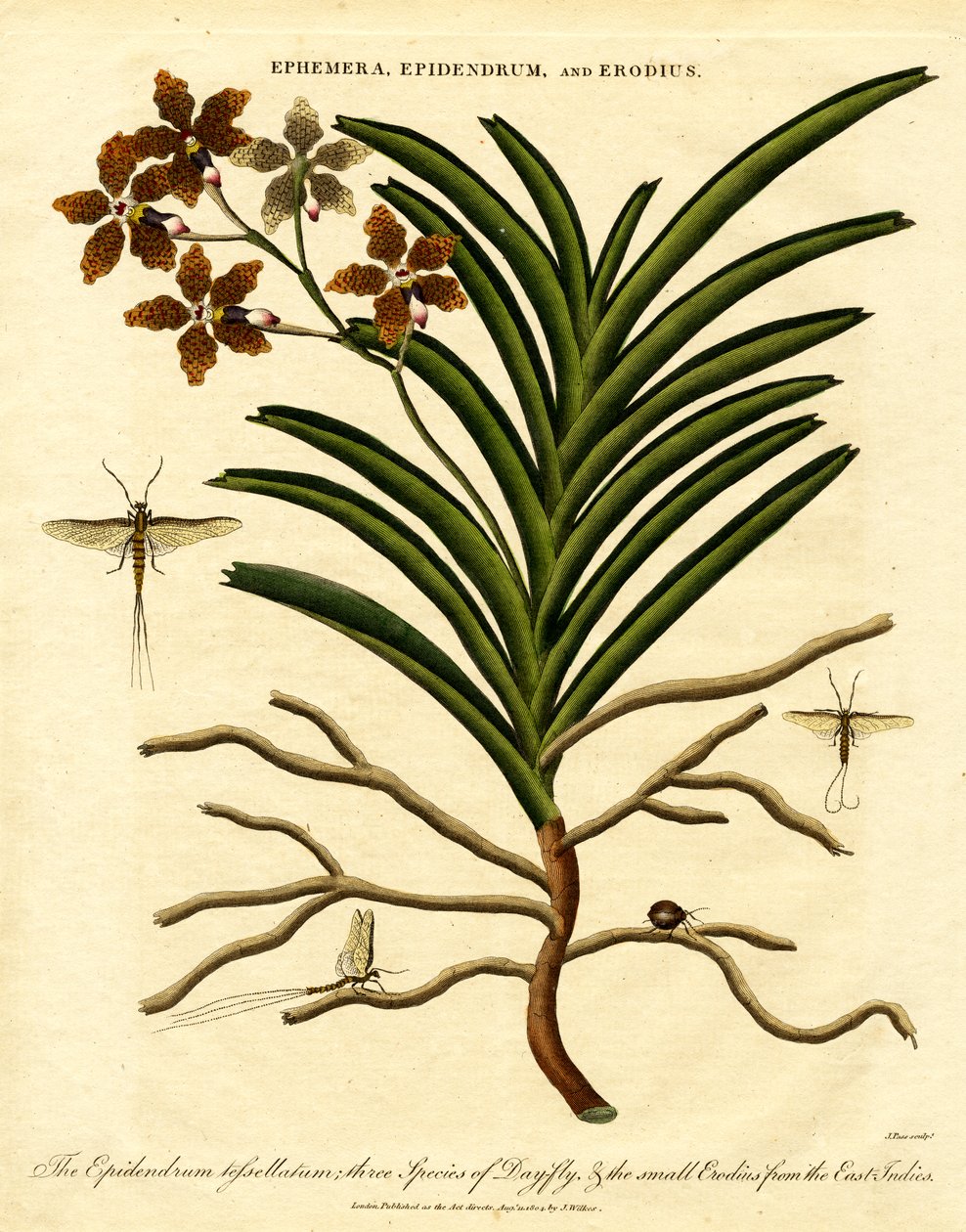 Epidendrum;Ephemera;a Erodius od John Pass