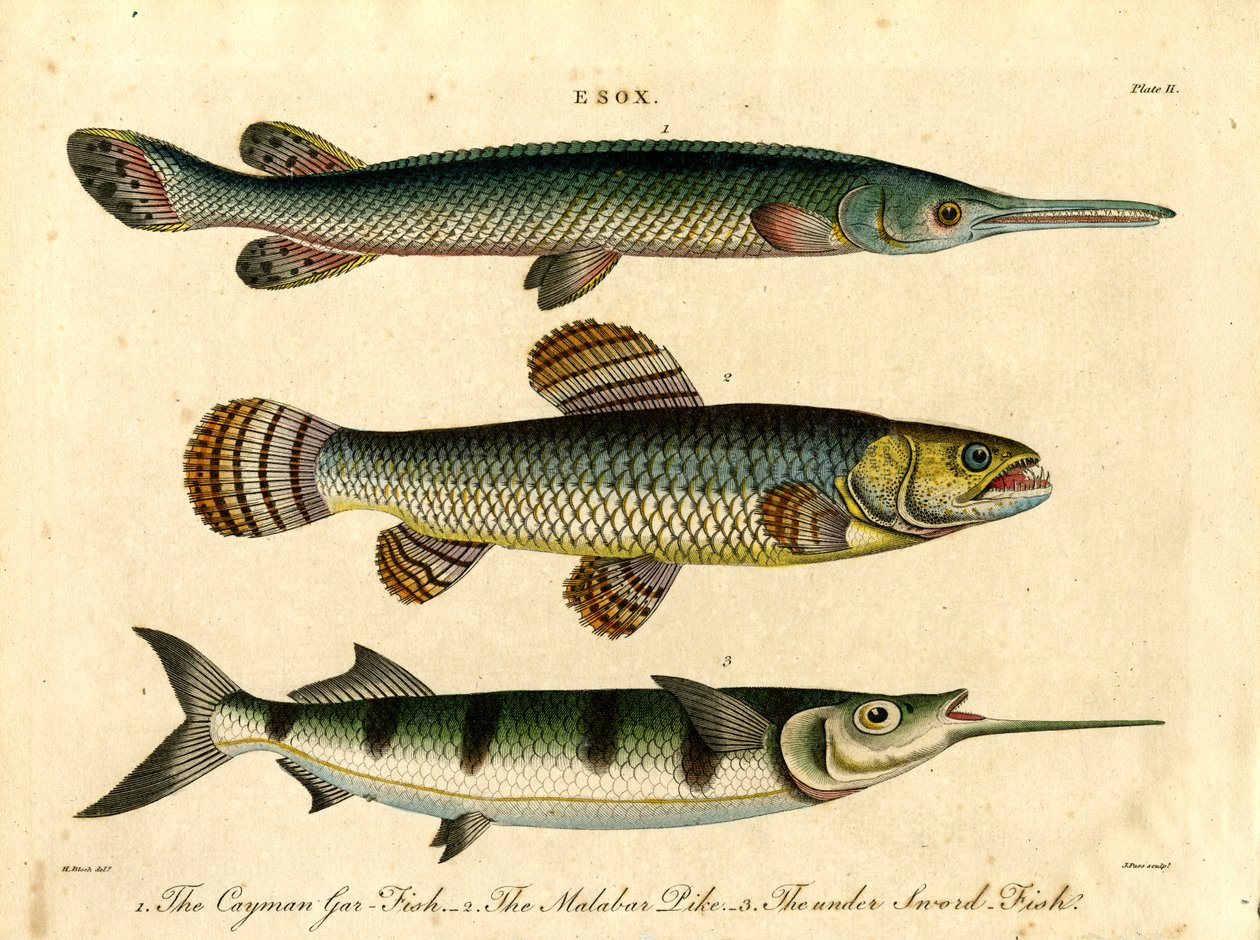 Esox: Druh štiky a mečouna od John Pass