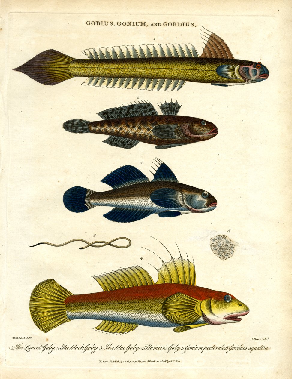 Gobius; Gonium a Gordius: Gobies and Hairworm od John Pass