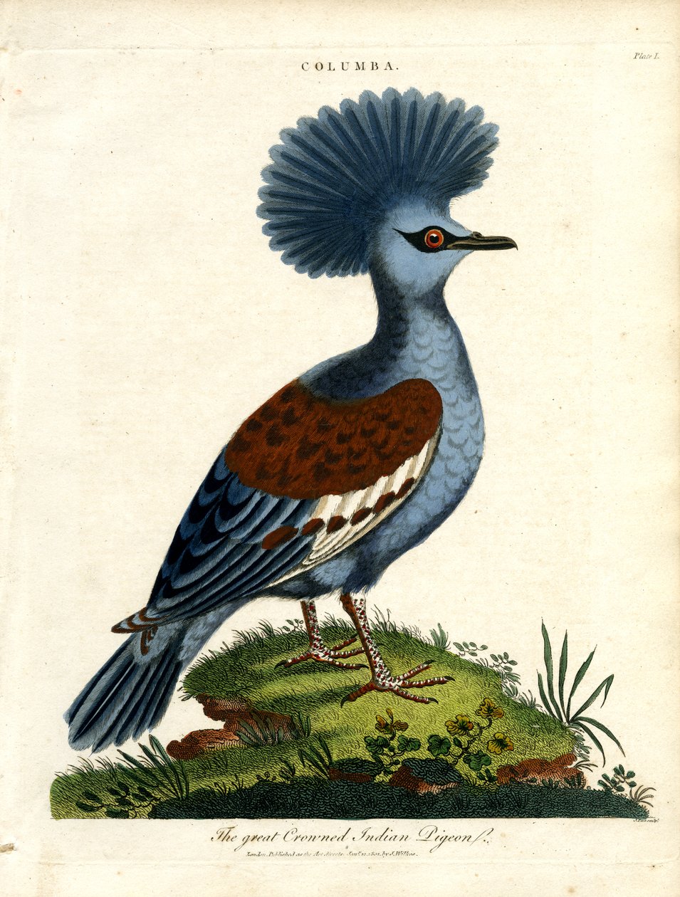 Holub indický (Columba) od John Pass
