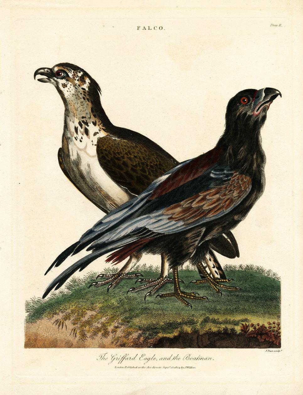 Griffard Eagle a lodník od John Pass