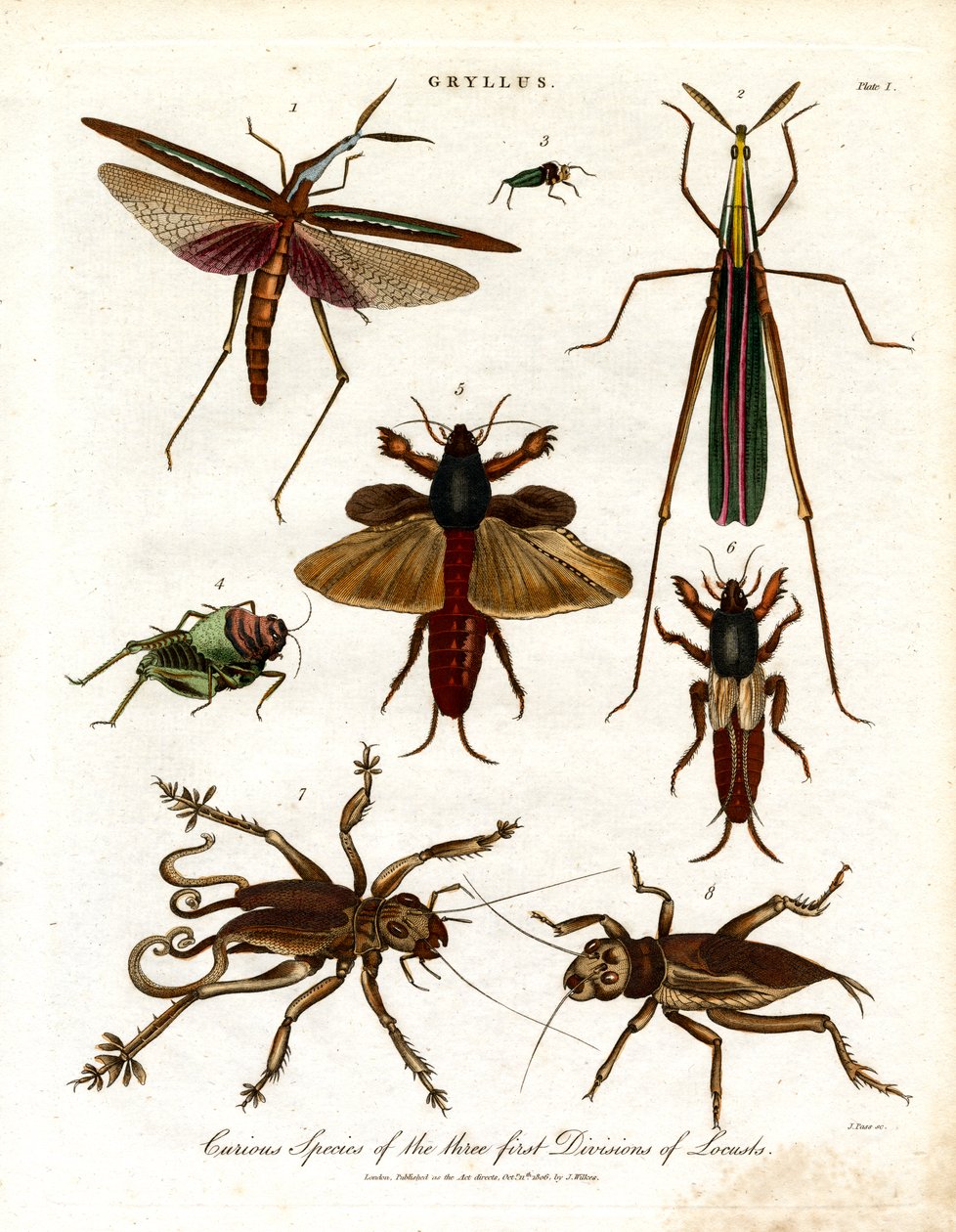 Gryllus: Curious Species of the Three First Divisions of Locusts (Zvláštní druhy tří prvních divizí sarančat) od John Pass