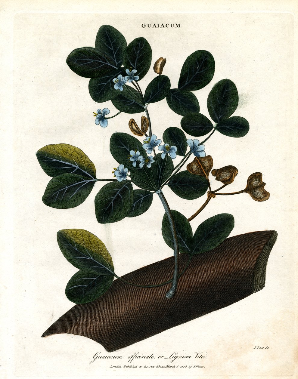 Guaiacum officinale - Lignum Vitae od John Pass