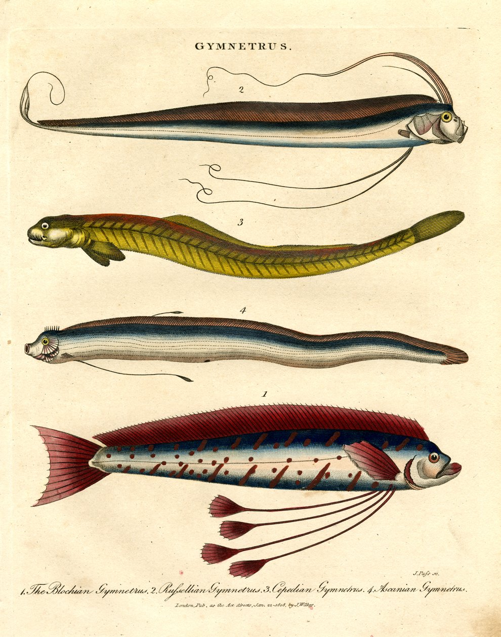 Gymnetrus Species - Stužkovité ryby od John Pass
