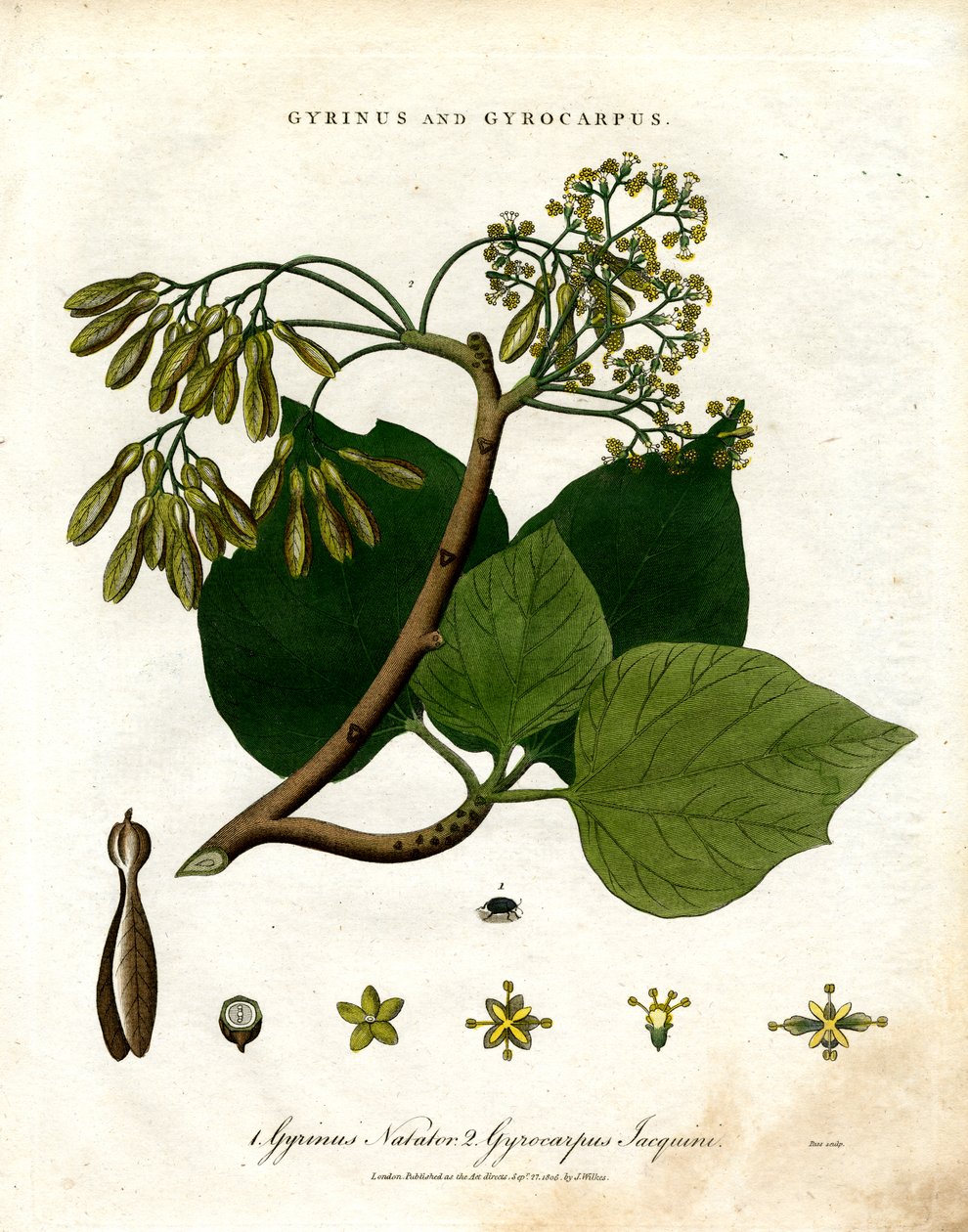 Gyrinus a Gyrocarpus od John Pass