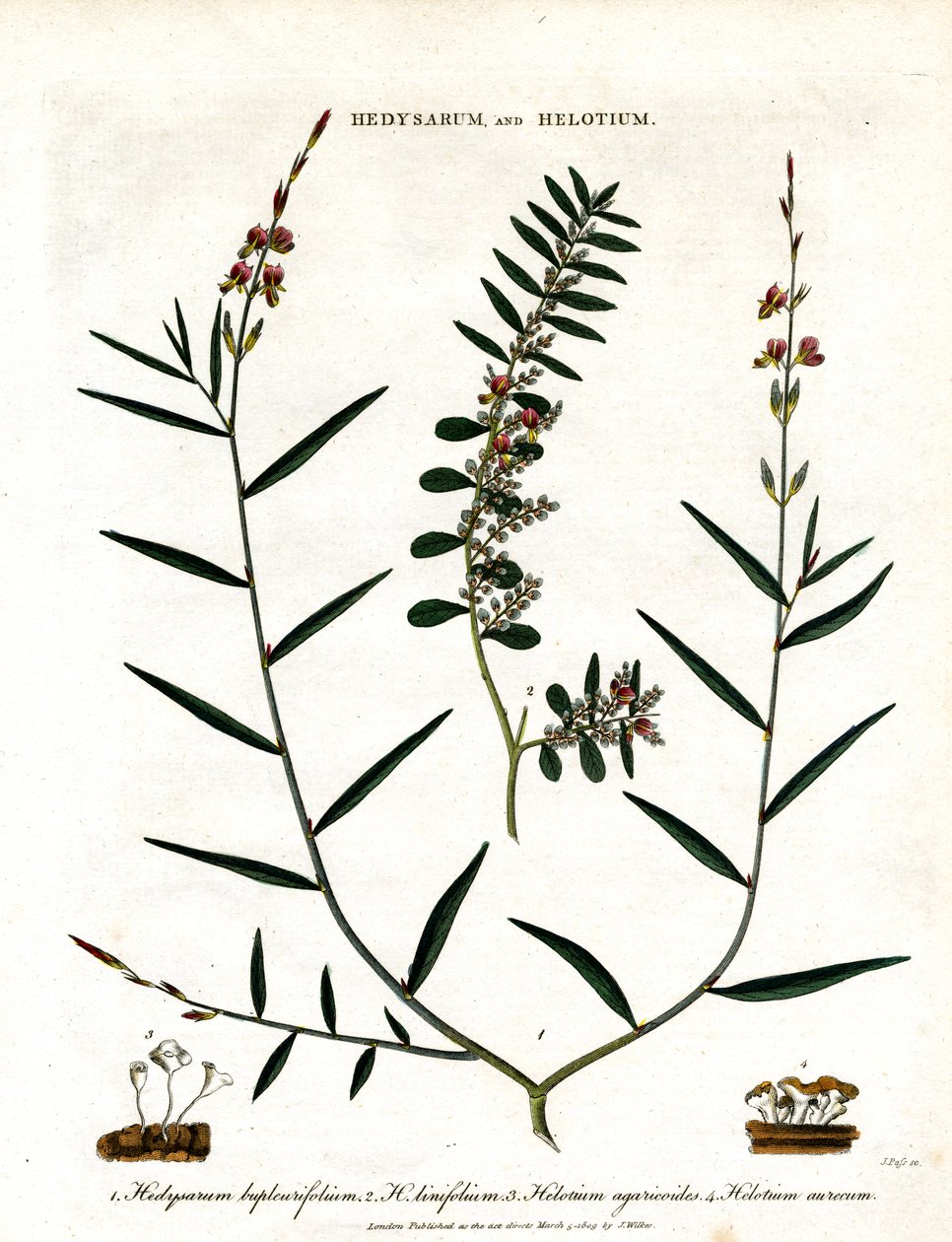 Hedysarum a Helotium od John Pass