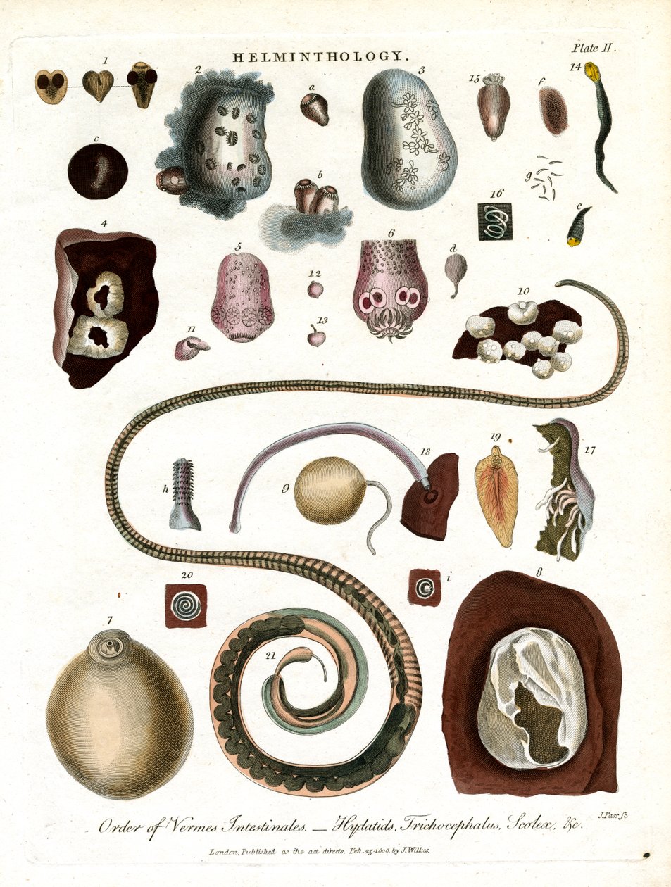 Helmintologie;Tabule II - Řád střevních červů od John Pass
