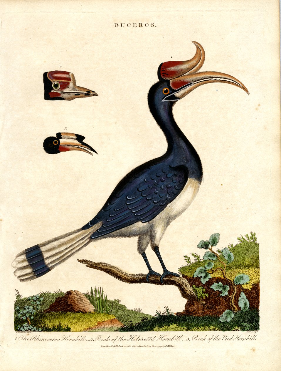 Hornbill Druhy s podrobnostmi o Bill od John Pass