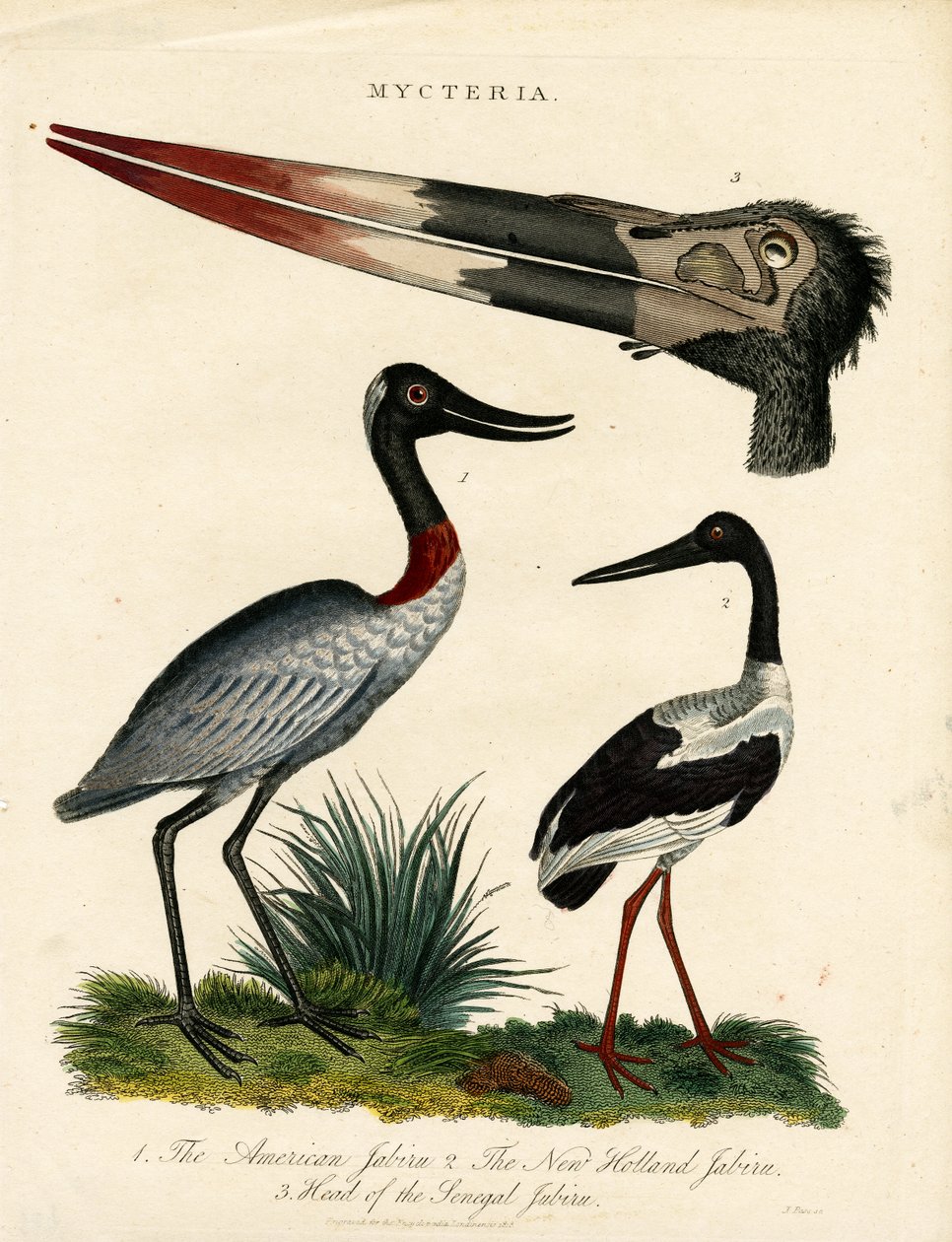 Druh Jabiru (Mycteria) s anatomickými údaji od John Pass