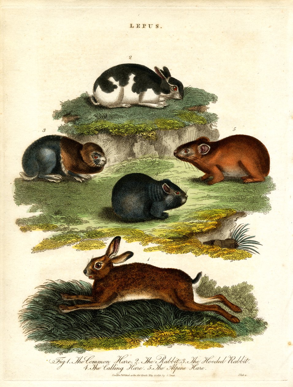 Lepus - Zajíci a hlodavci od John Pass