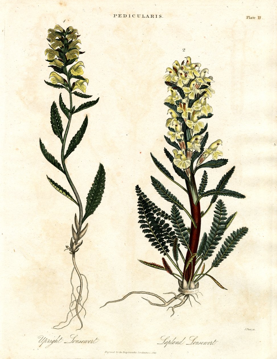 Lousewort Druh od John Pass