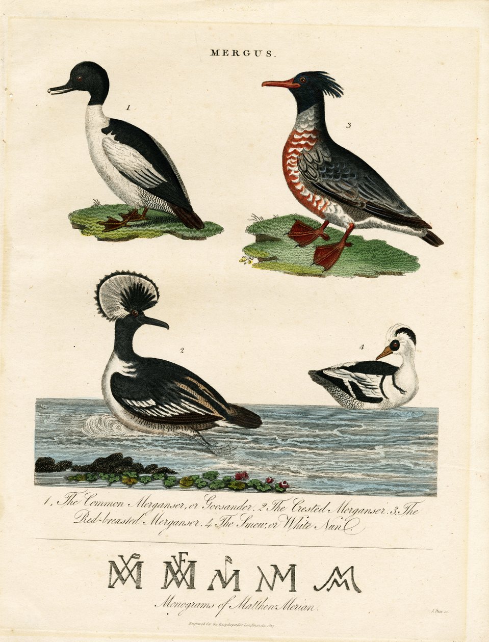 Mergansers (Mergus) od John Pass