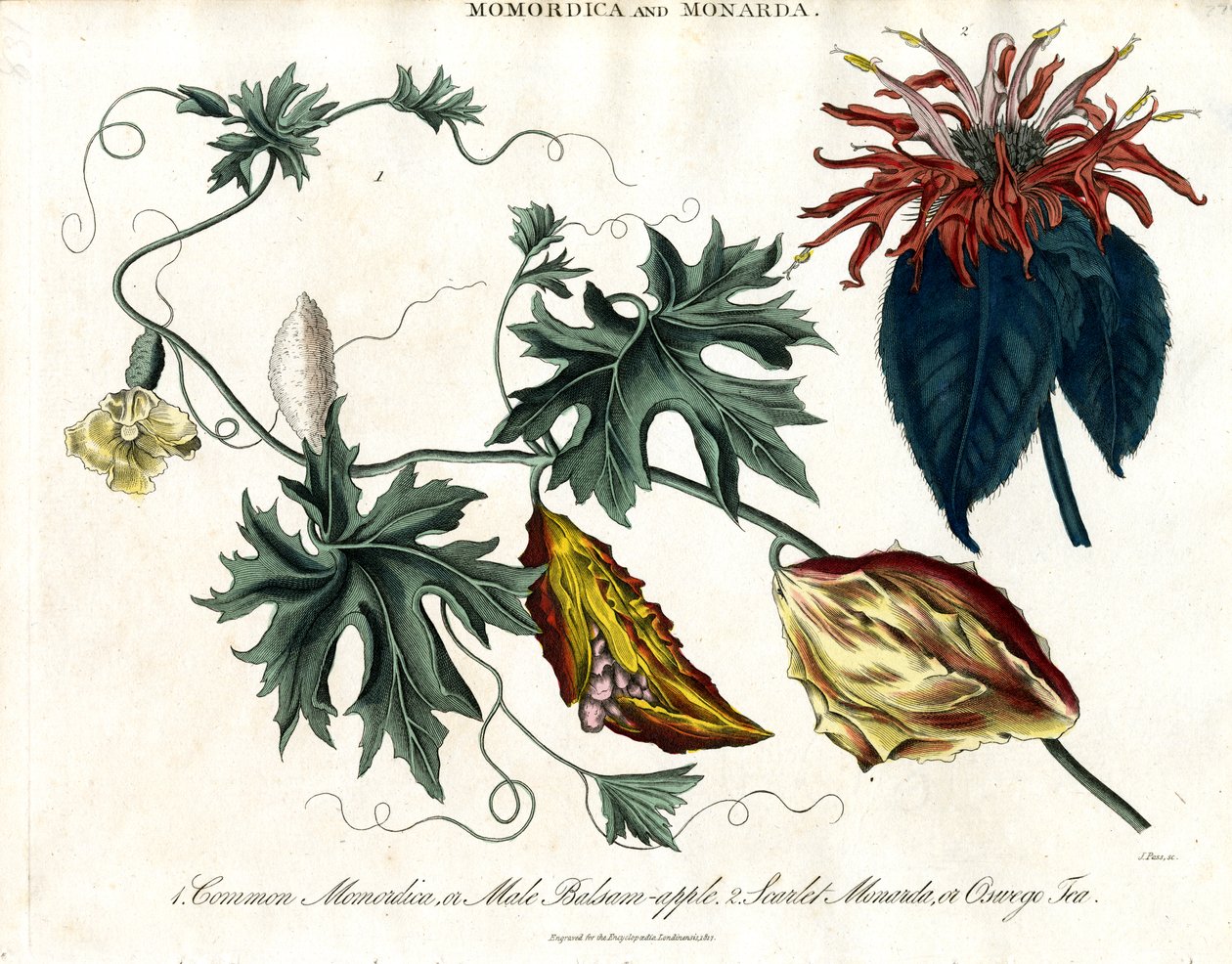 Momordica a Monarda od John Pass