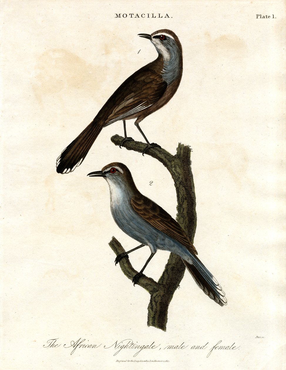 Motacilla - Africký slavík od John Pass