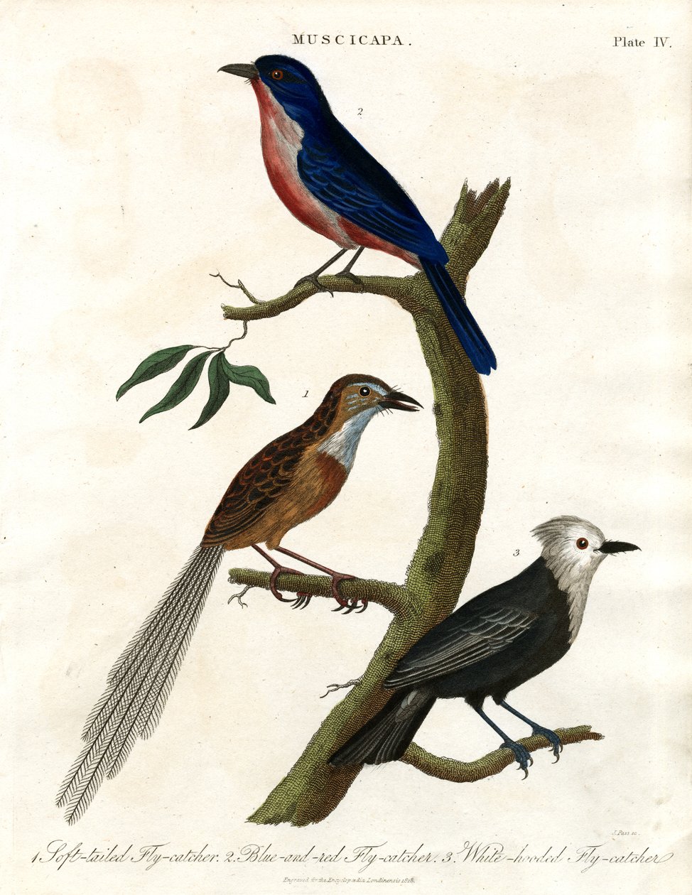 Muscicapa - Mucholapky Druh od John Pass