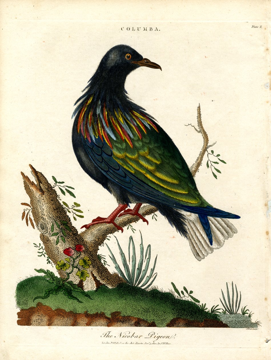 Holub nikobarský (Columba) od John Pass