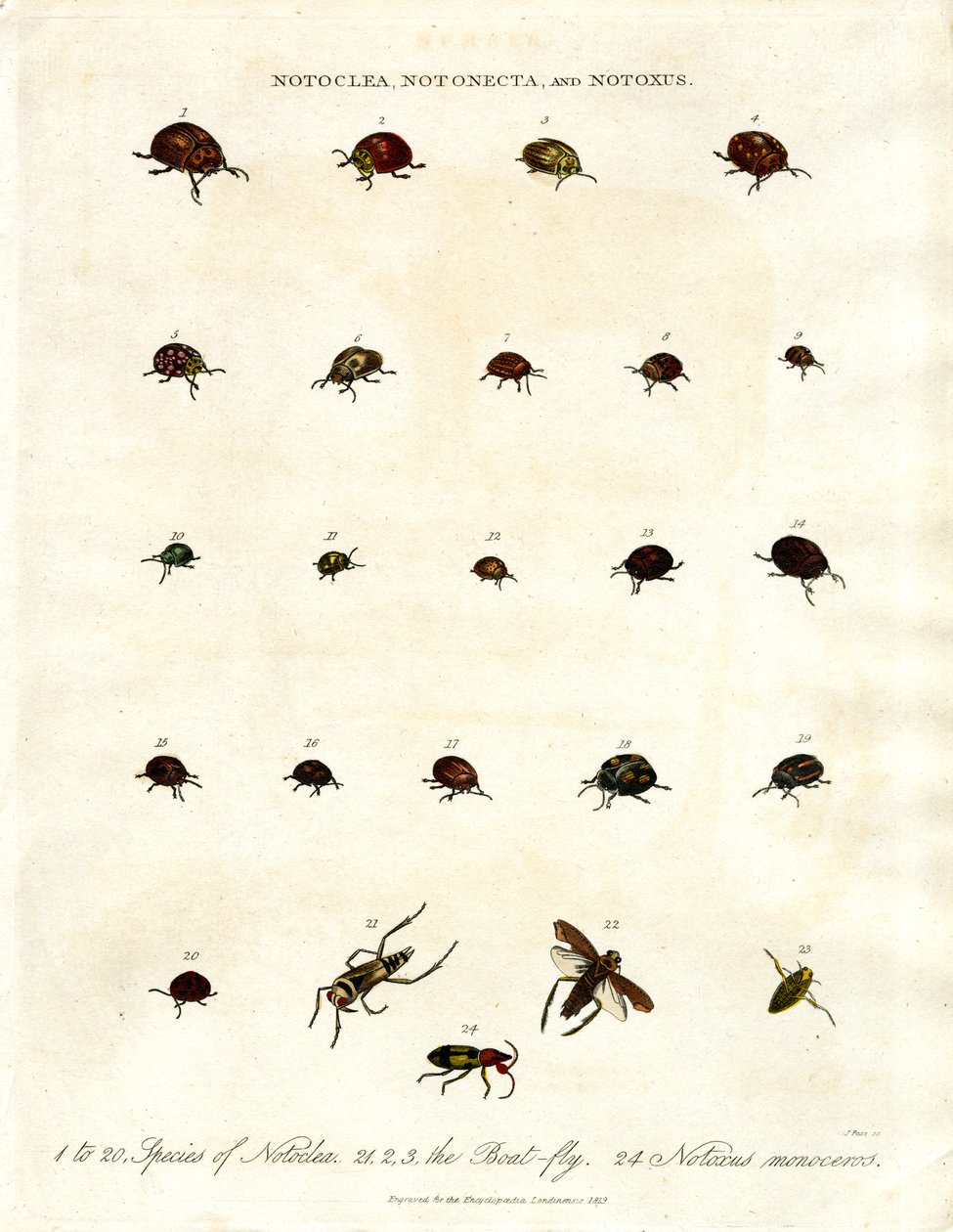 Notoclea;Notonecta;a Notoxus brouci od John Pass