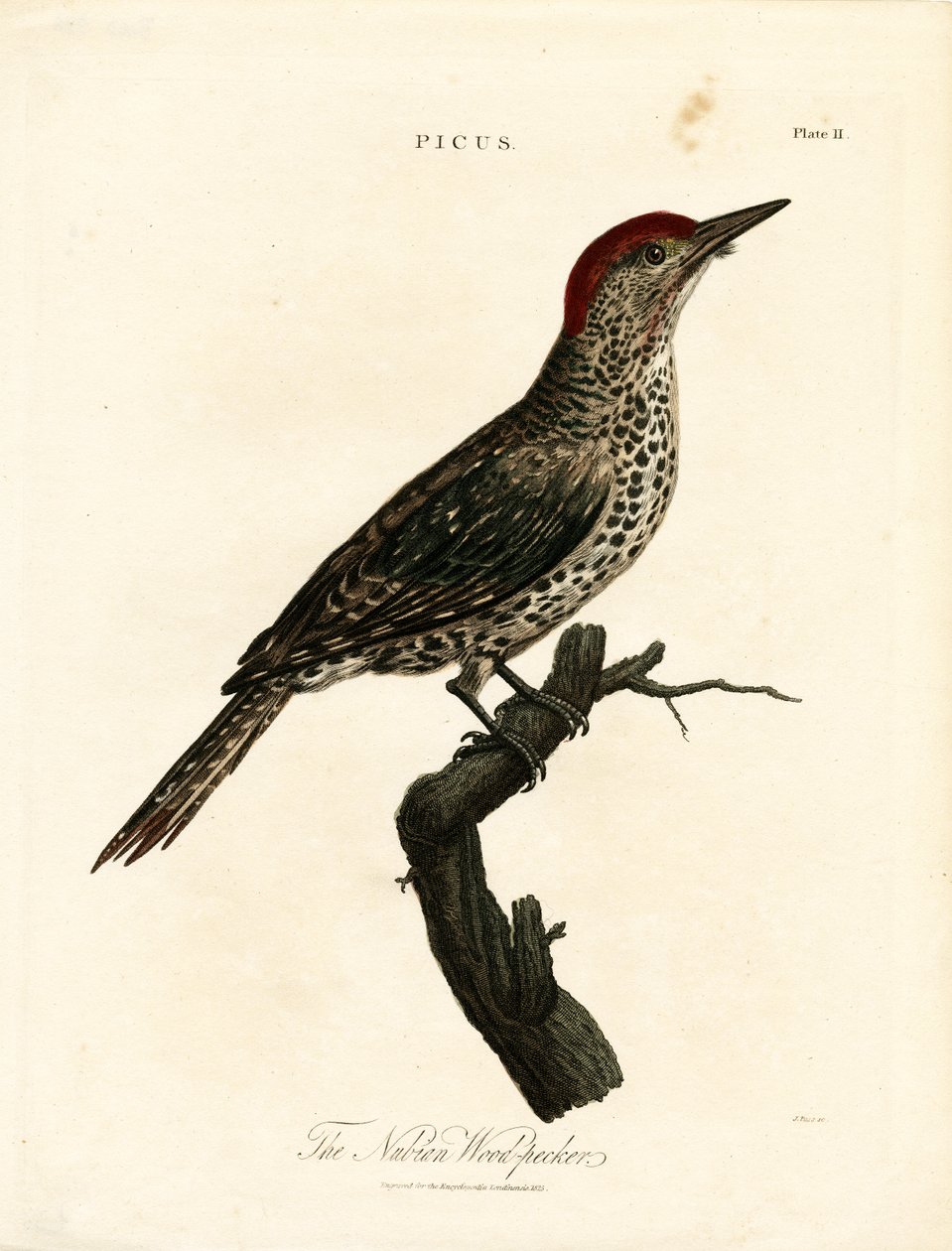 Datel núbijský (Picus) od John Pass