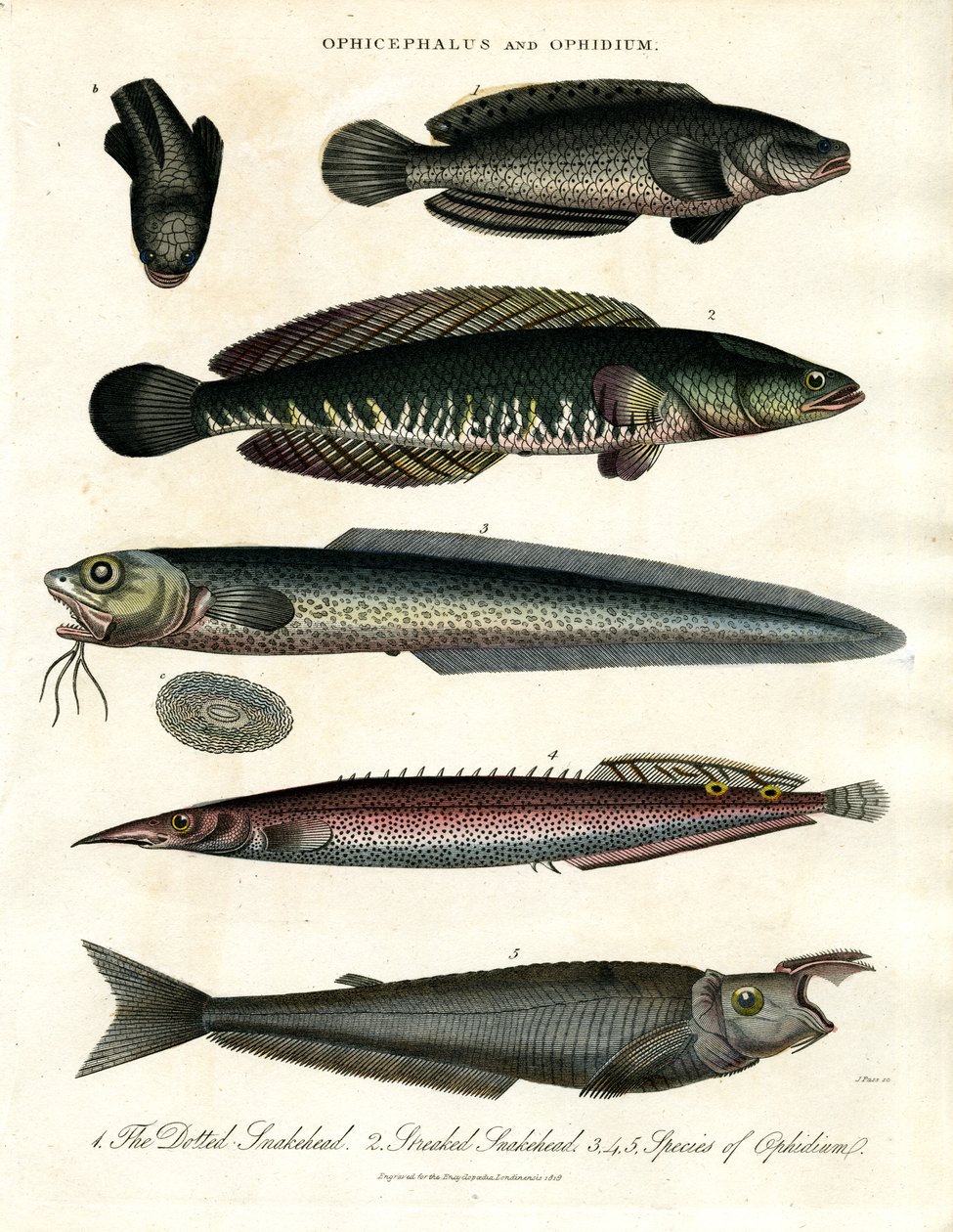 Ophicephalus a Ophidium od John Pass