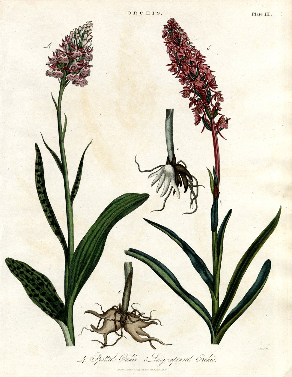 Orchideje: Orchideje skvrnité a dlouholisté od John Pass