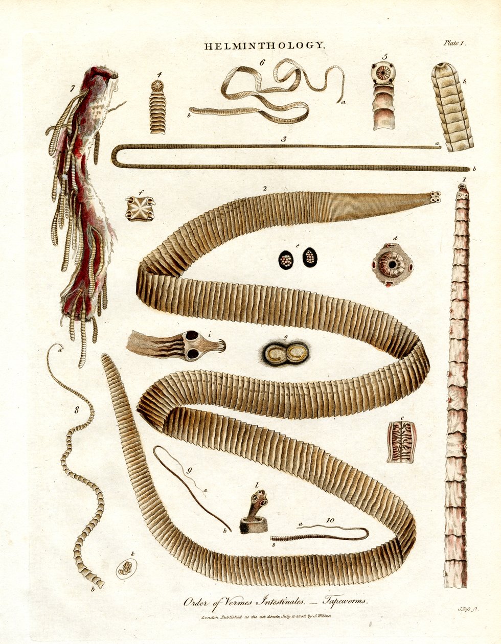 Řád Vermes Intestinales - tasemnice od John Pass