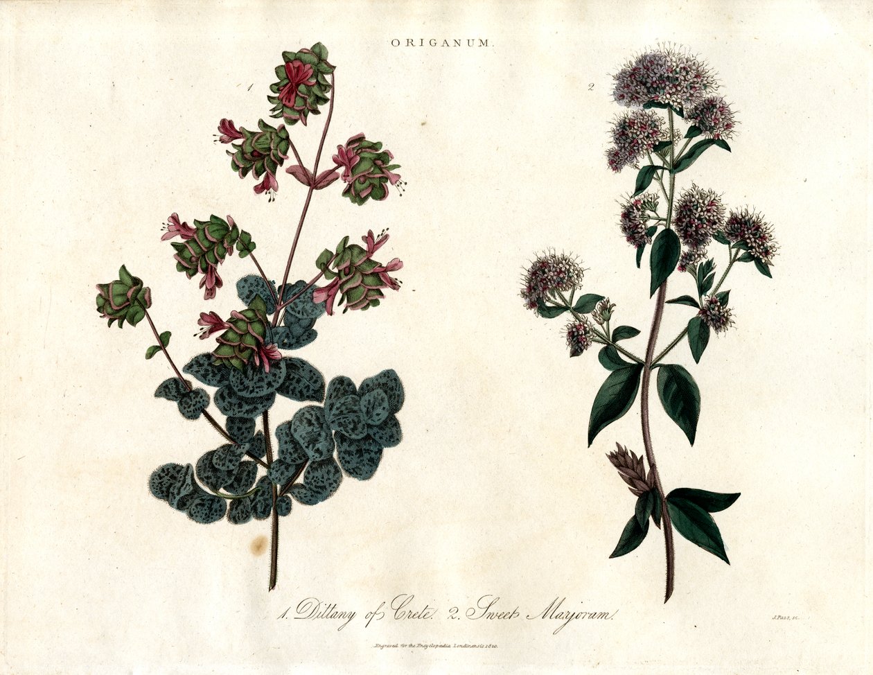 Origanum Druh: Dittany of Crete a Sweet Marjoram (Sladká majoránka) od John Pass