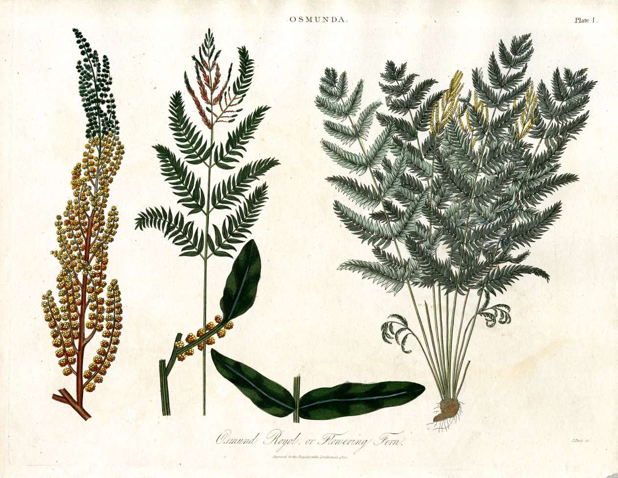 Osmunda od John Pass