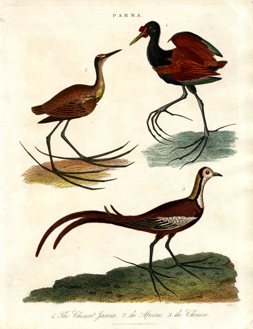 Druh Parra (Jacanas) od John Pass
