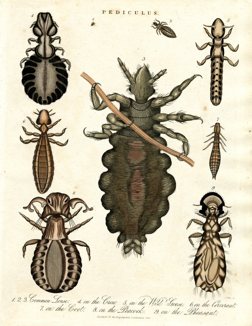 Pediculus - různé druhy vší od John Pass
