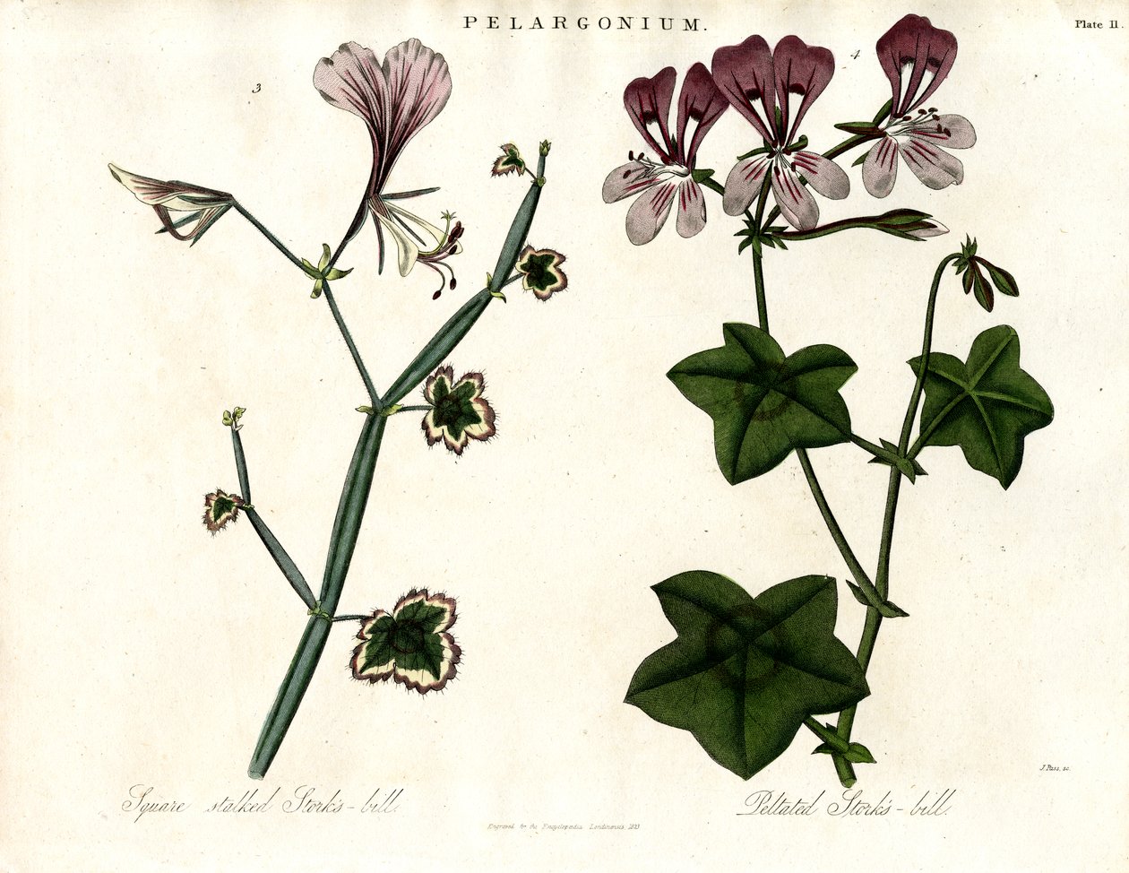 Pelargonium Species (Čapí hnízdo) od John Pass