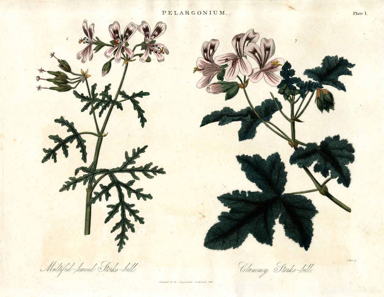 Pelargonium Druh: Čáp mnoholistý a čáp mnoholistý (Clammy Storks-bill) od John Pass